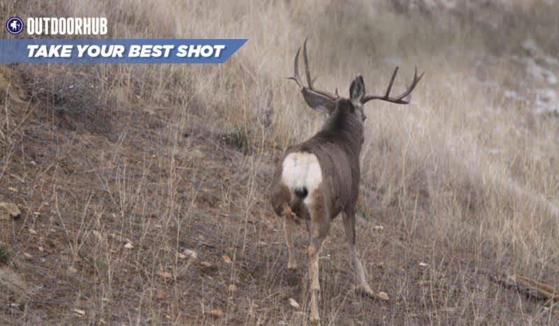 Tuesday’s Take Your Best Shot: Rifle Mule Deer