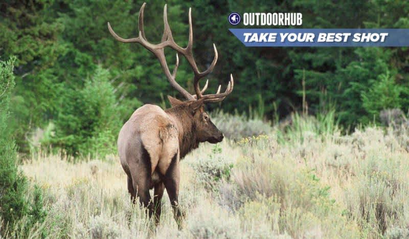Tuesday’s Take Your Best Shot: Rifle Elk