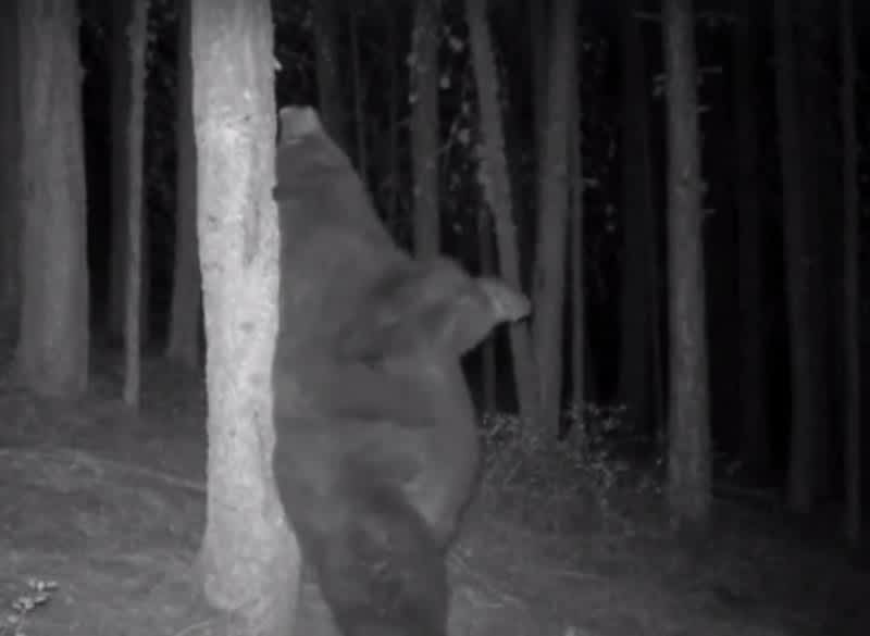 Video: Bear Gets One Last Back Scratch Before Hibernation