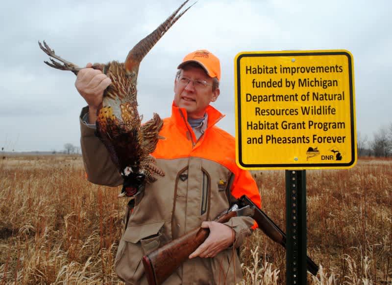 Michigan Pheasants Getting Big Upgrade to Help Restore Populations