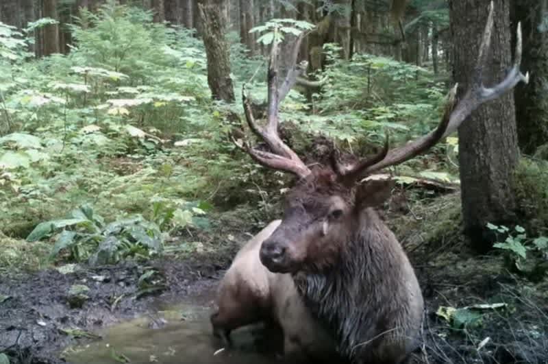 Video: Bull Elk Takes Pre-Rut Bath in a Wallow Pit