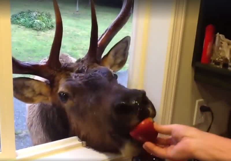 Video: Bull Elk has Private Drive Through Window