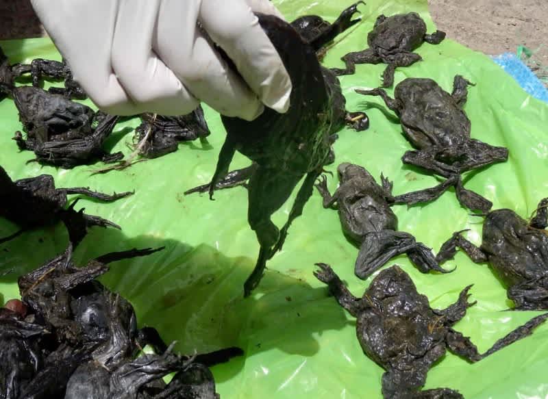 Something is Killing Thousands of Little Wrinkly Scrotum Frogs in Lake Titicaca