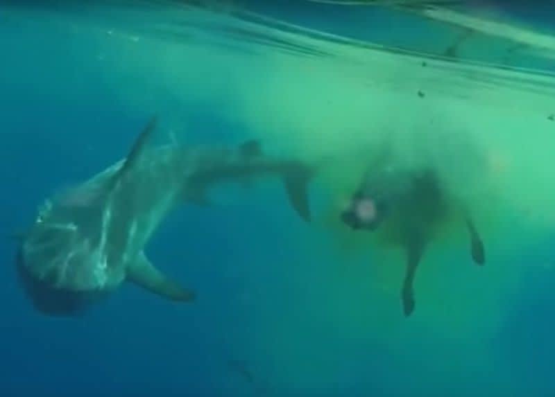 Video: Shark Devouring Cow Floating in Ocean