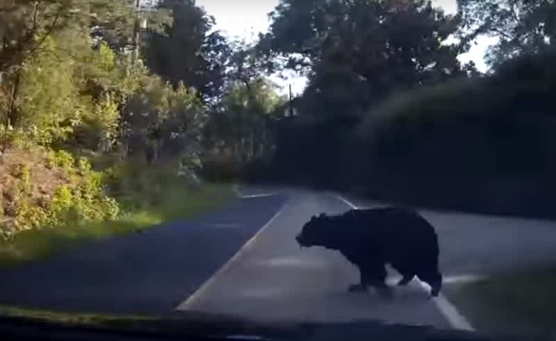 Video: Cursing Driver Nails Black Bear