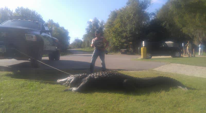 Video: New Texas State Record Alligator Caught