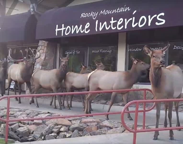 Video: Window-Shopping Elk Take Over Strip Mall