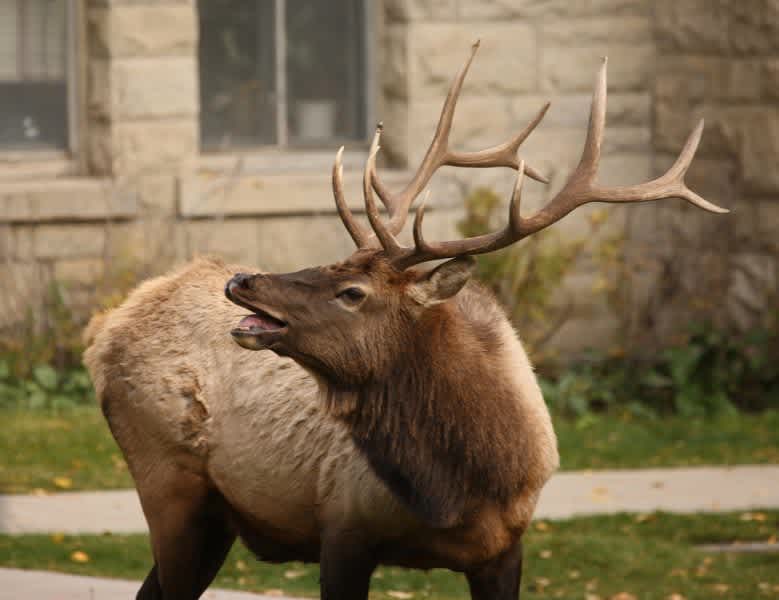Bull Elk Making Mid-Michigan Temporary Home