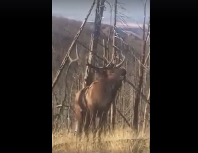 Must-See Video: In-Your-Face Elk Bugle