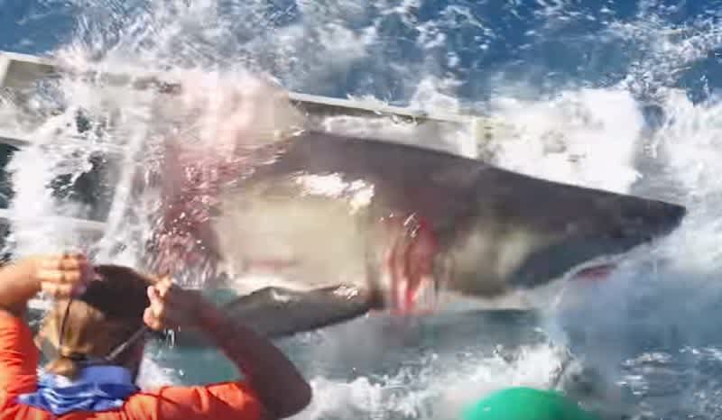 Video: Great White Shark Breaches Cage With Diver Inside