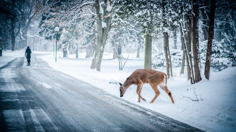 U.S. Winter Outlook: Winter Hunting Forecast