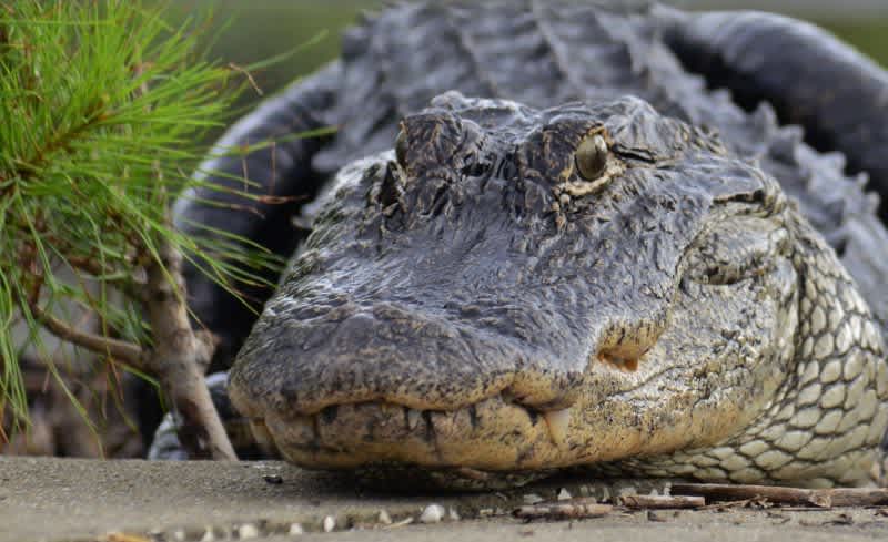 Duck Hunter Attacked by Alligator