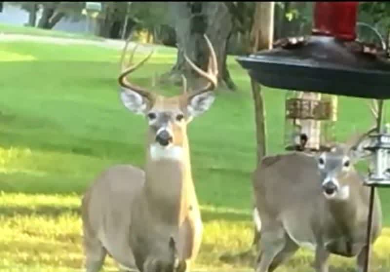 Police Search for Poacher who Shot a Buck and Drove on Someone’s Yard to Retrieve it.