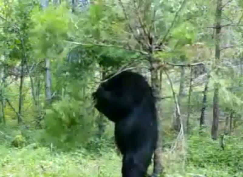 Having an Itch You Can’t Scratch is a Bear (Pun Intended)