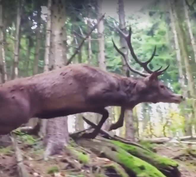 Video: Close Call! This Red Stag Crashes Through Nearly Trampling Hunter