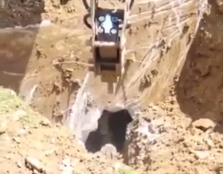 Bear Emerges from Hole Dug by Construction Workers