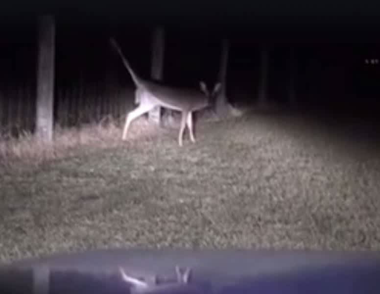 Hunter Helps Young Buck Hung Up on Fence