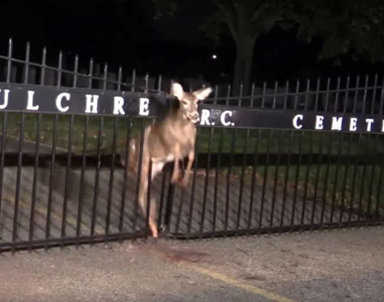 Video: Deer Gets Stuck in Cemetery Fence