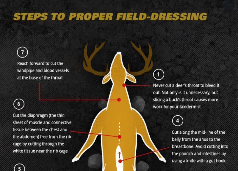 INFOGRAPHIC: The BEST Way to Field-Dress a Deer