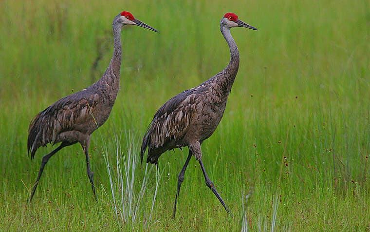 Two Teenagers Arrested for Shooting Sandhill Crane