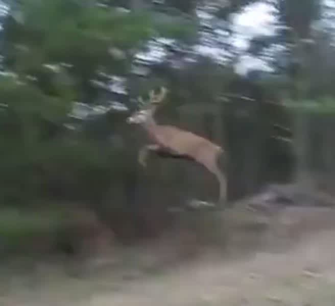 This Flying Deer Wants to be Like Mike