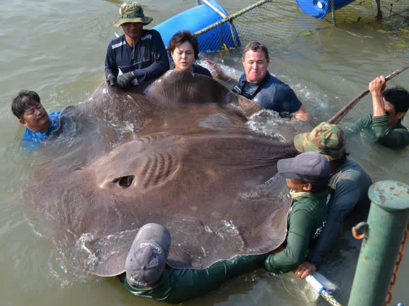 More than 70 Giant Freshwater Stingrays Mysteriously Found Dead