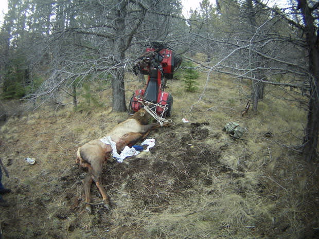 Hunter Impaled by Elk Antler While Dragging it Back to Camp