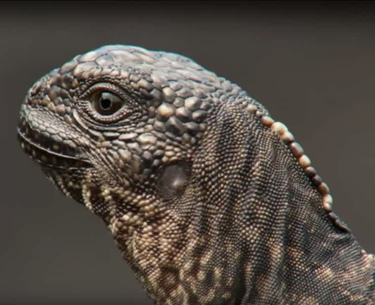 This Iguana Outruning Dozens of Snakes Might be The Most Intense Television Scene Ever