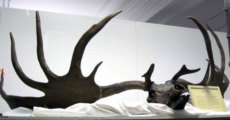 Rare Ice-Age Elk Rack Up for Auction Sells for $28,000