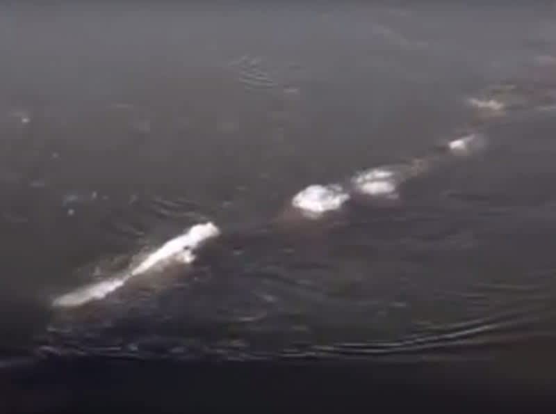Video: Alaskan Man Catches ‘Loch Ness Monster’ on Film