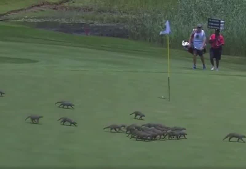 Video: Mongooses Storm Green at European Golf Tour Event