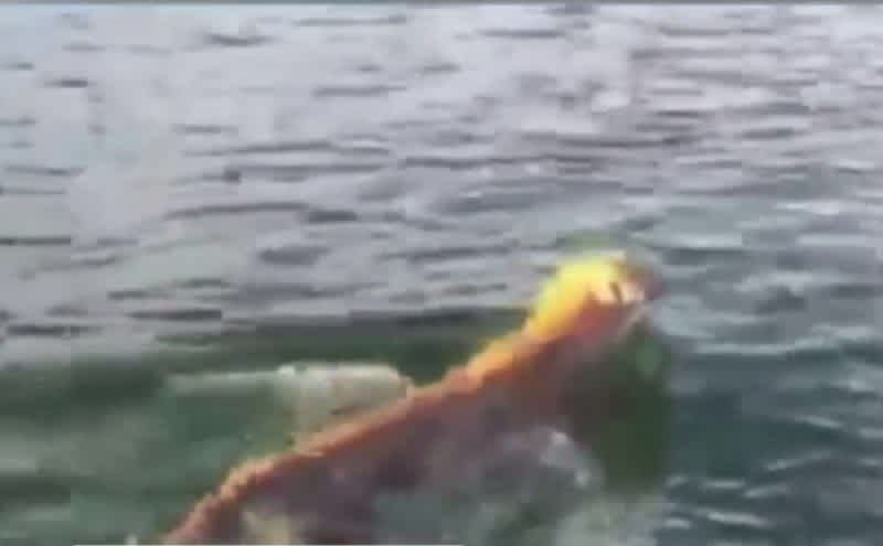 Video: Mountain Lions Seen Swimming Across Lake