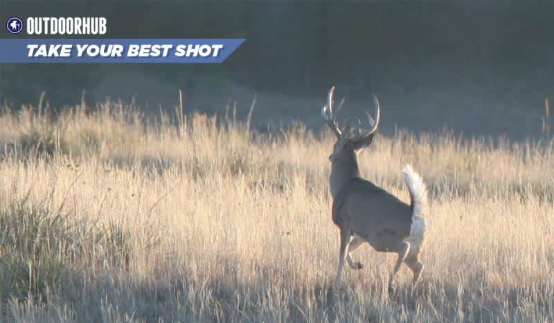 Tuesday’s Take Your Best Shot: Running Whitetail