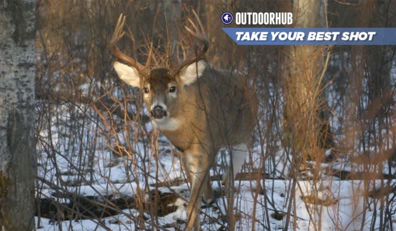 Tuesday’s Take Your Best Shot: Rutting Whitetail