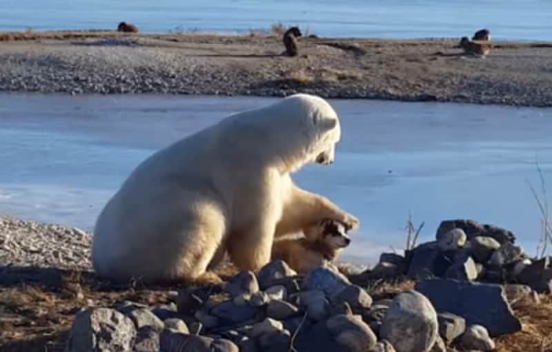 Video: Polar Bear Befriends Dog and Even Learns How to Pet it.