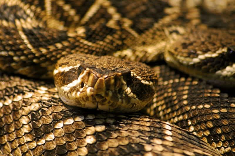 Texans Fighting for the Right to Pump Gasoline into Snake Dens to Flush them Out