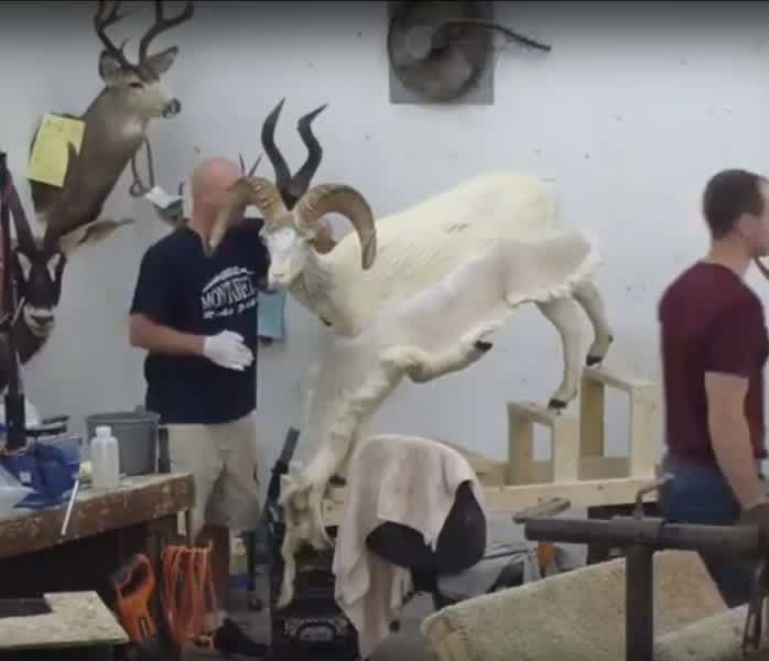 3 Amazing Time Lapse Taxidermy Mount Videos
