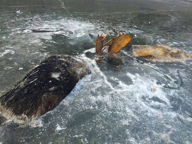 Two Bull Moose Locked Antlers, then Frozen in Pond