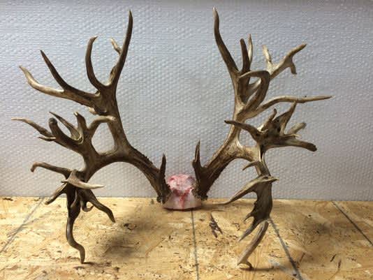 Potential World-Record Deer Rack Could be Worth $100 Grand