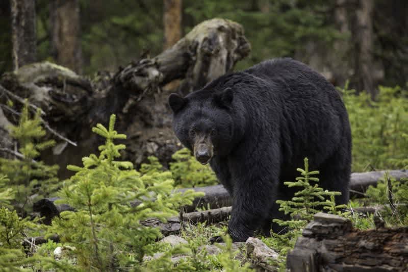After Bear Encounter, Starving Man Forced to Eat His Pet to Survive
