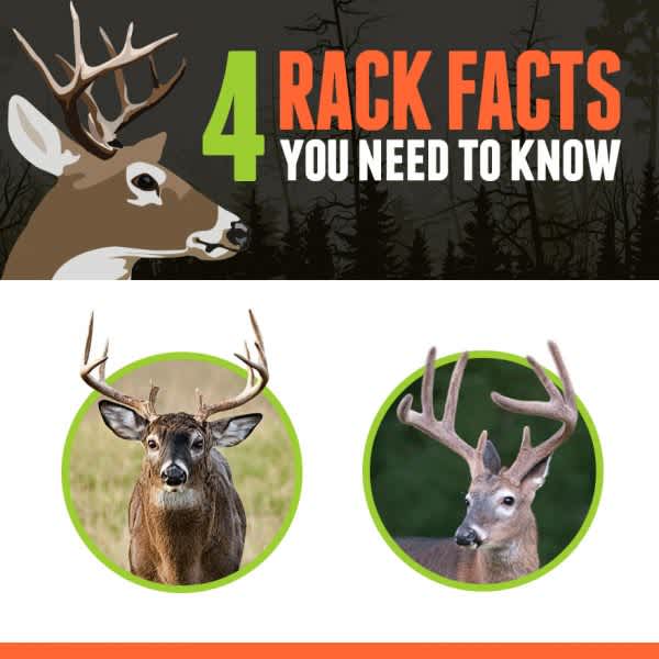 INFOGRAPHIC: 4 Rack Facts You Need to Know