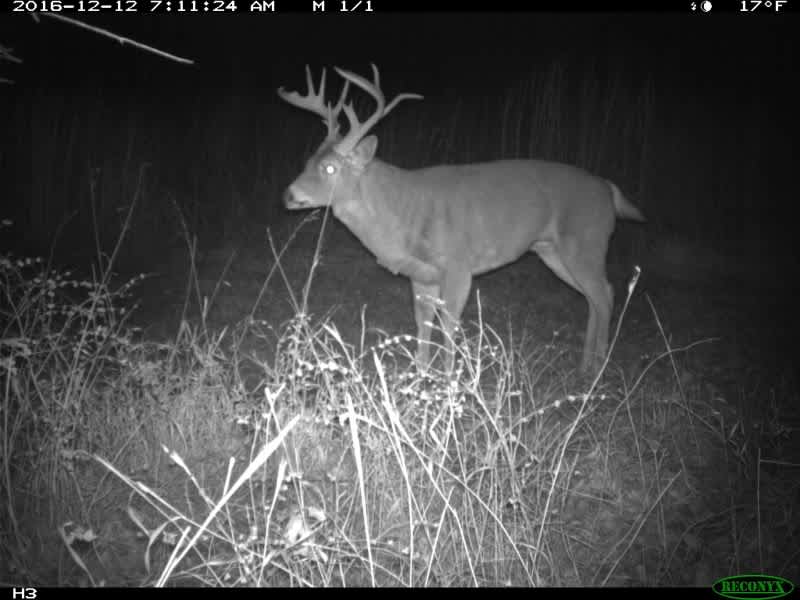 Whitetail Wednesday: Can You Guess the Age of This Buck?