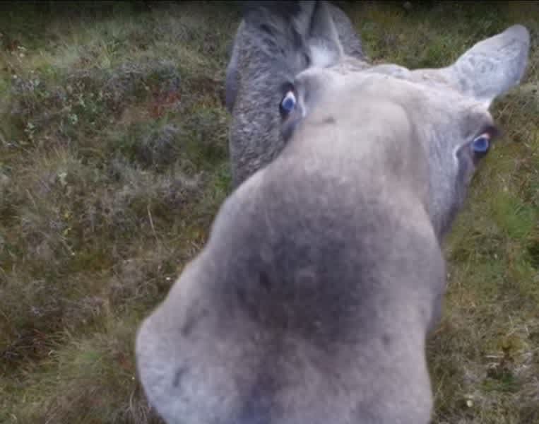 Video: Moose in Finland Follows Drone Resulting in Some Interesting Footage