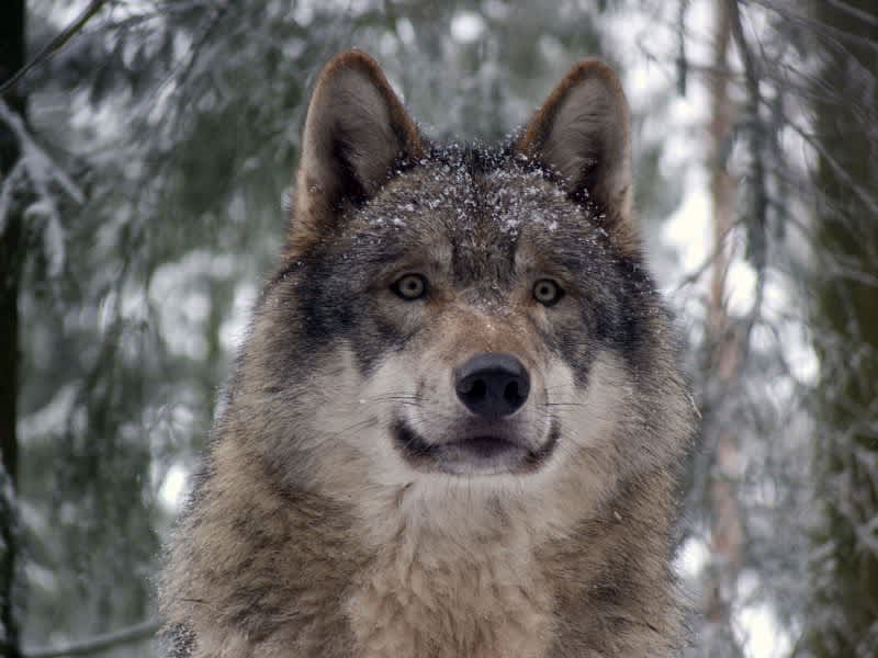 Michigan Senate Approves Wolf Hunting Bill