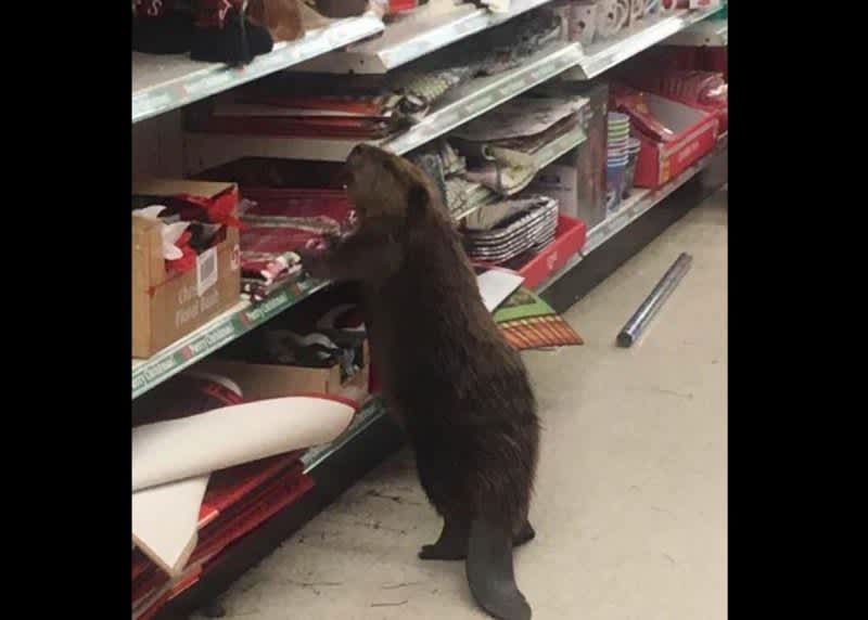 Beaver Caught Destroying Christmas Section at Dollar General, Bah Humbug!