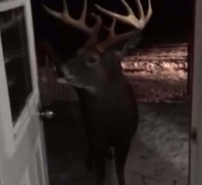 Video: 12-Point Buck Knocks on Front Door and Introduces Himself