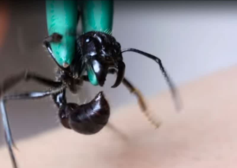 Video: Coyote Peterson Takes the Sting of a Bullet Ant