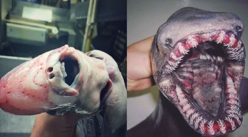 Russian Fisherman’s Deep-Sea Catches are not for the Faint of Heart