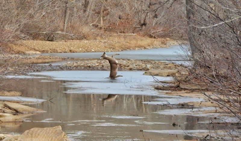 Photo of The Day: Deer Slips on Ice