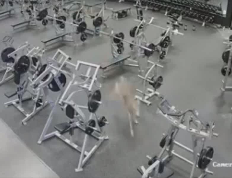 Video: Deer Crashes into Gold’s Gym for a Late-Season Workout
